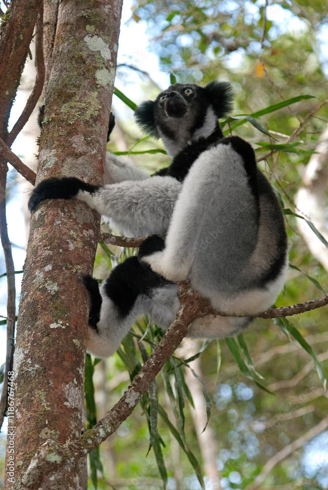 Fototapeta premium Lemur indri, Indri indri, Madagascar