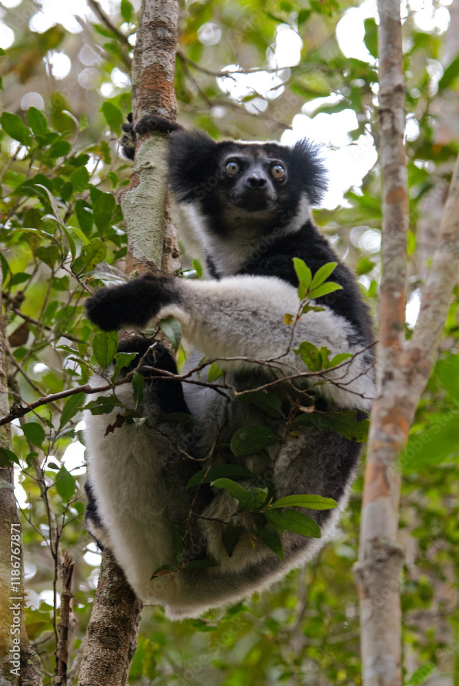 Fototapeta premium Lemur indri, Indri indri, Madagascar