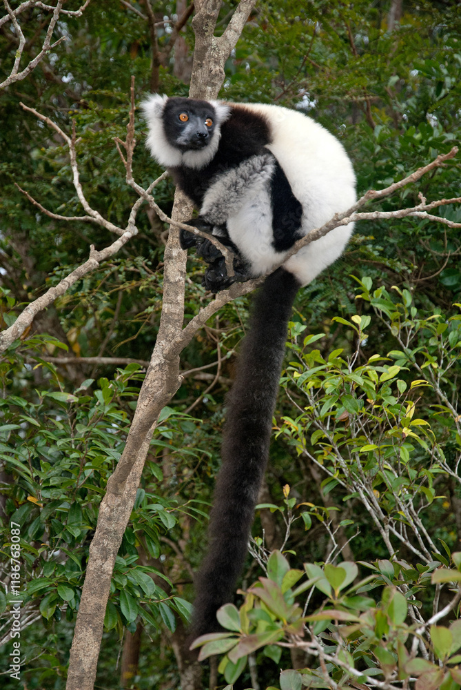 Obraz premium Vari noir et blanc, Varecia variegata, Lémur, Lémurien, Madagascar