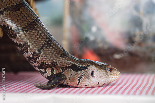 Close up Portrait of a Blue Tongued Skink with its tongue out. photo