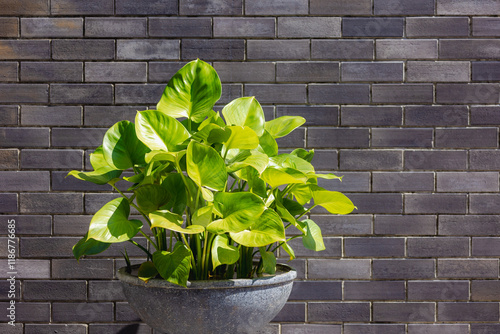 Selective focus of Epipremnum aureum plant with green leaves in the pot with bricks wall as backdrop, The Pearls and Jade pothos is a species in the arum family Araceae, Natural greenery background. photo