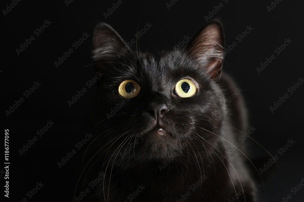 Cute cat on black background, closeup. Adorable pet Cute cat on black background, closeup. Adorable pet