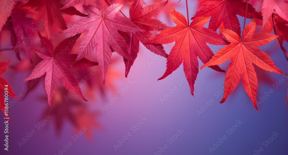 Obraz premium Vibrant Red Maple Leaves Autumn Background