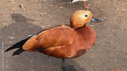 The ruddy shelduck (Tadorna ferruginea) duck rests on the bank of a pond in a city park.