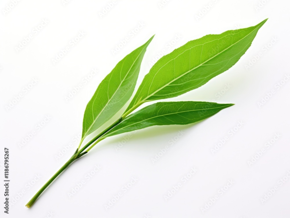 Green Tea Leaf on White Background - Isolated Fresh Nature Plant Bud for Tea Lovers Green Tea Leaf on White Background - Isolated Fresh Nature Plant Bud for Tea Lovers