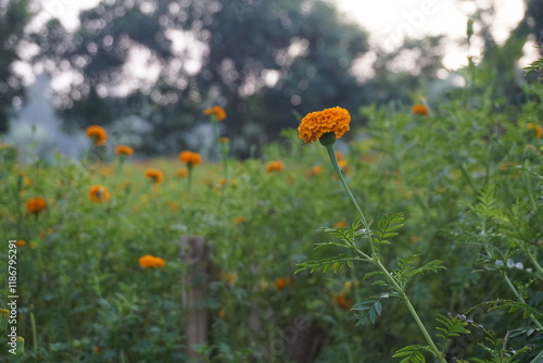 Yellow and orange marigold calendula growing in the background meadow, A bunch of blooming marigolds in the garden, and a closeup of marigold flowers in field photo