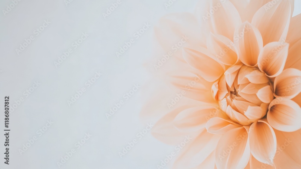 Blooming peach colored dahlia on a white background creates a delicate, romantic image, symbolizing love and new beginnings for spring celebrations and special occasions Blooming peach colored dahlia on a white background creates a delicate, romantic image, symbolizing love and new beginnings for spring celebrations and special occasions