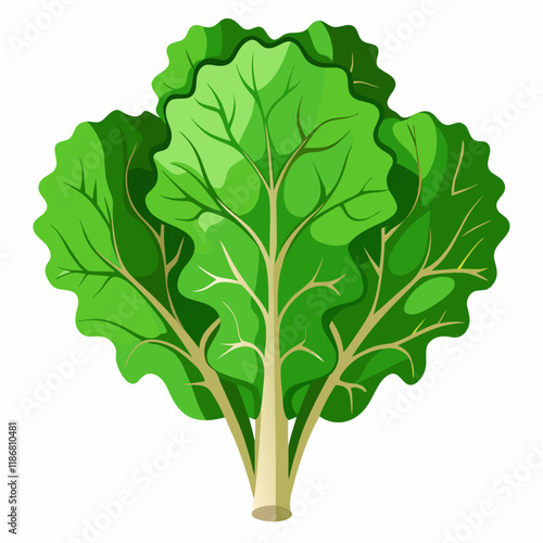 kale vegetable vector