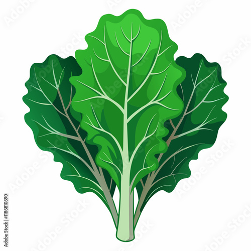 kale vegetable vector
