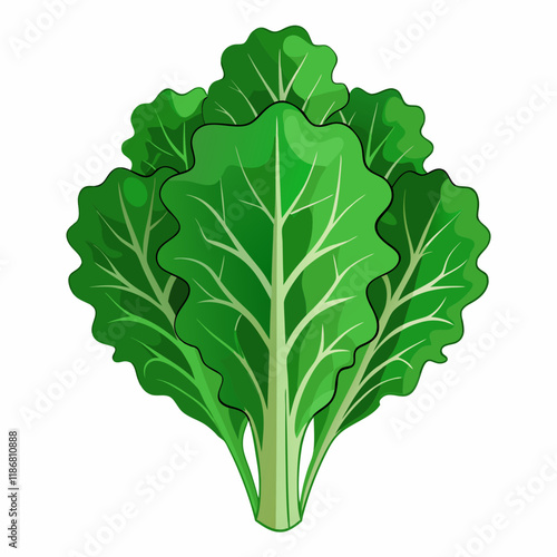 kale vegetable vector