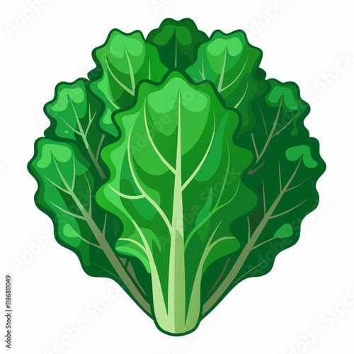 kale vegetable vector