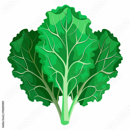 kale vegetable vector
