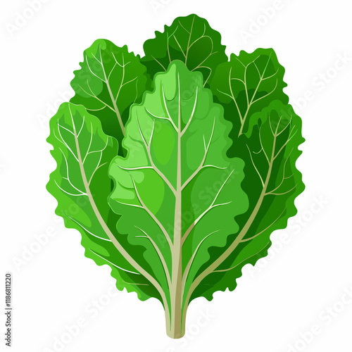 kale vegetable vector