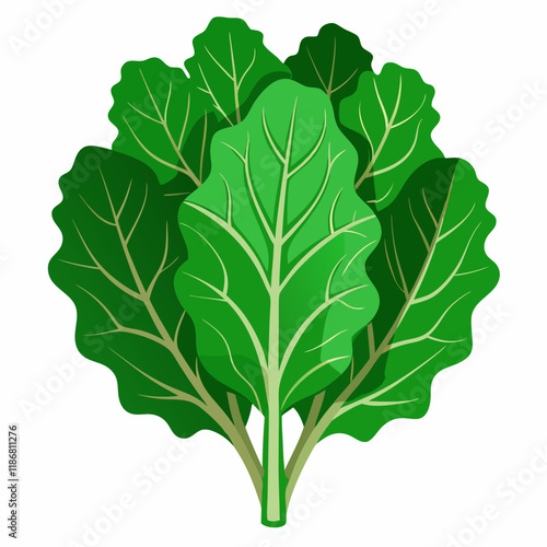 kale vegetable vector