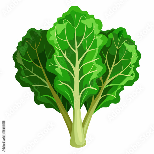 kale vegetable vector