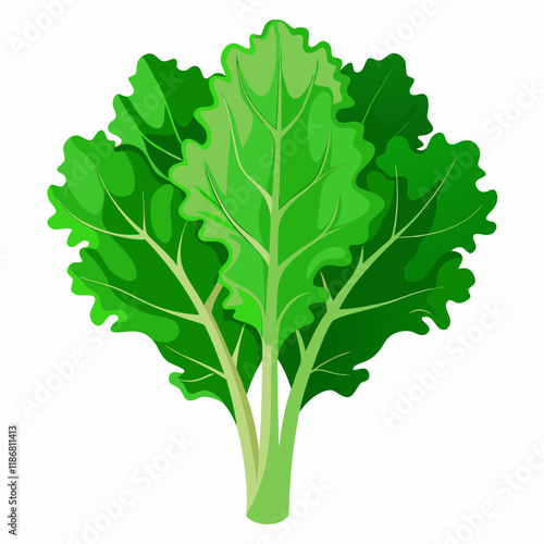 kale vegetable vector