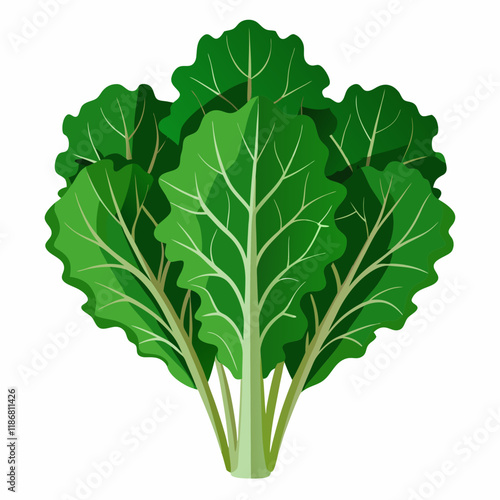 kale vegetable vector