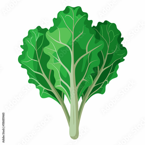 kale vegetable vector