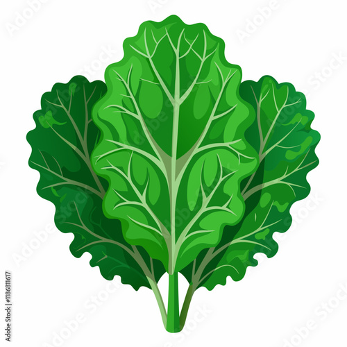 kale vegetable vector