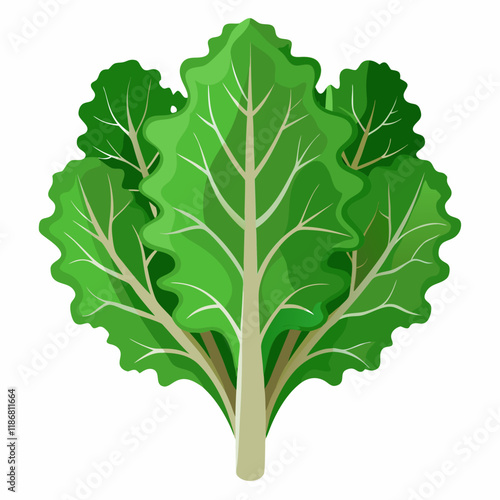 kale vegetable vector