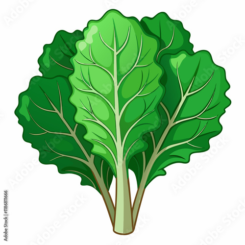 kale vegetable vector