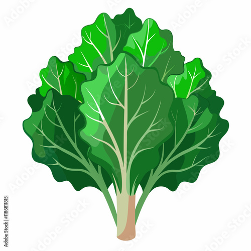 kale vegetable vector