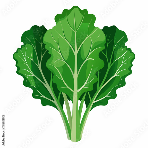 kale vegetable vector