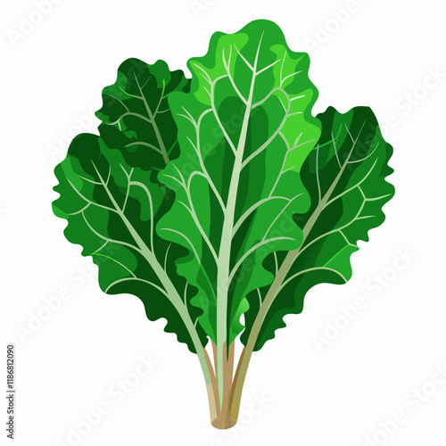 kale vegetable vector