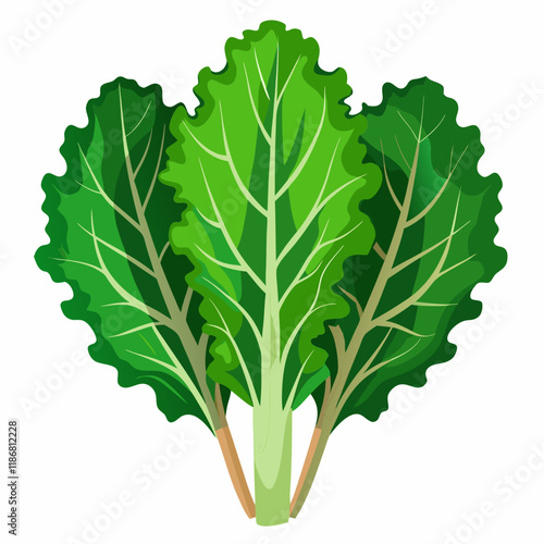 kale vegetable vector