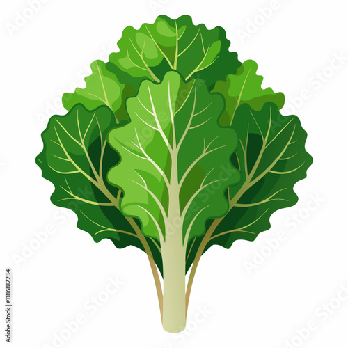 kale vegetable vector