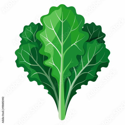 kale vegetable vector