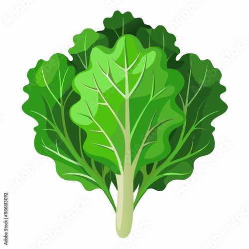 kale vegetable vector