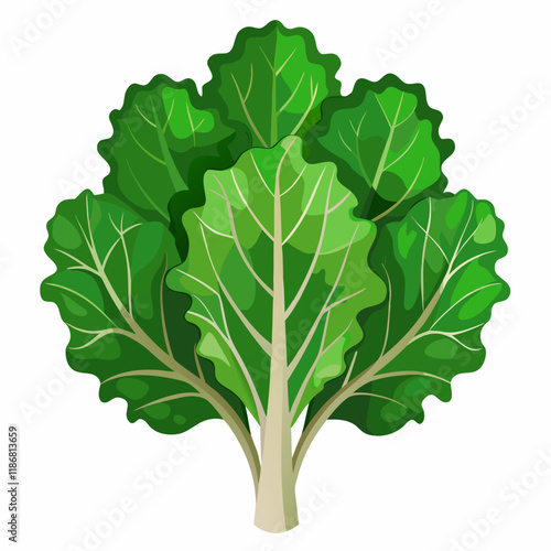 kale vegetable vector