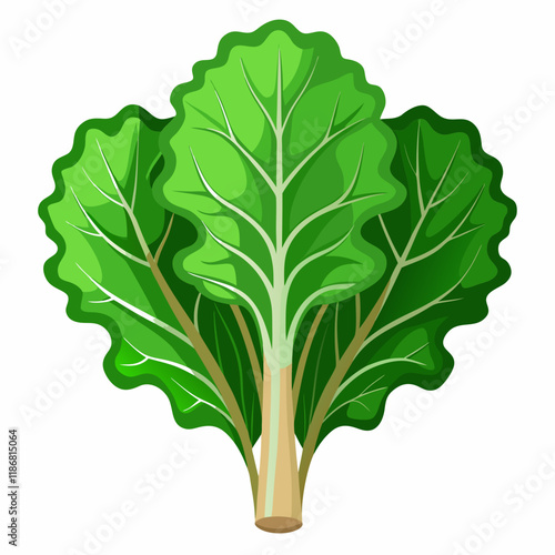 kale vegetable vector