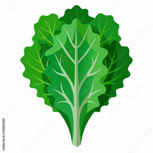 kale vegetable vector