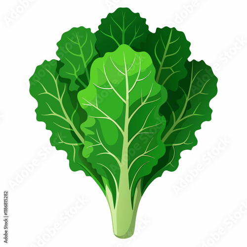 kale vegetable vector