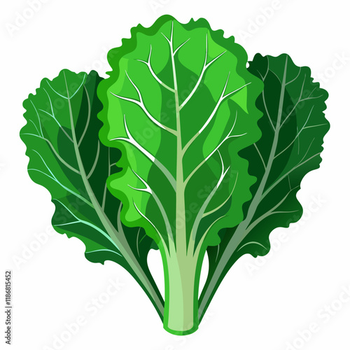 kale vegetable vector