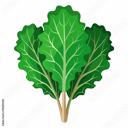 kale vegetable vector