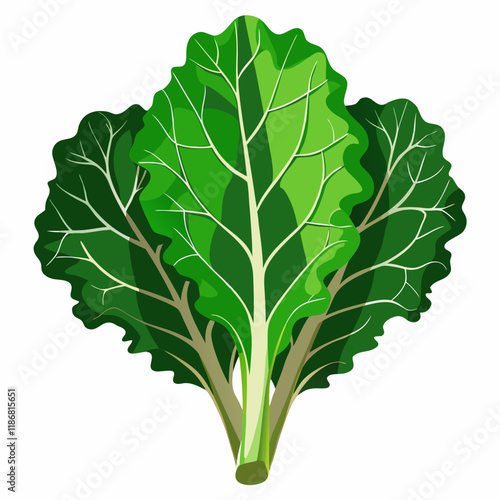 kale vegetable vector