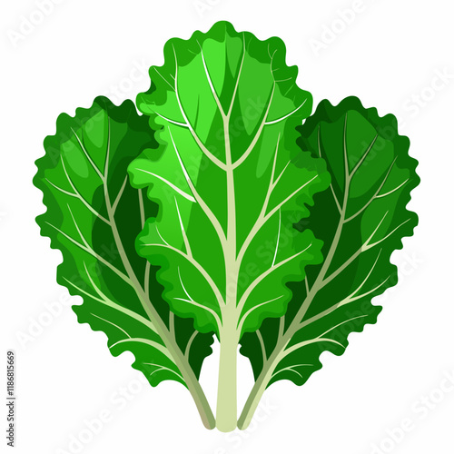 kale vegetable vector