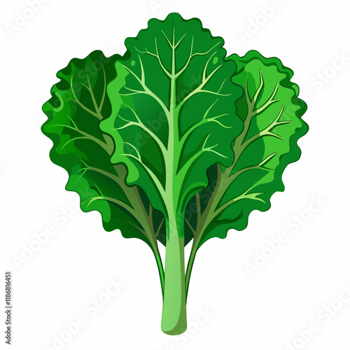 kale vegetable vector