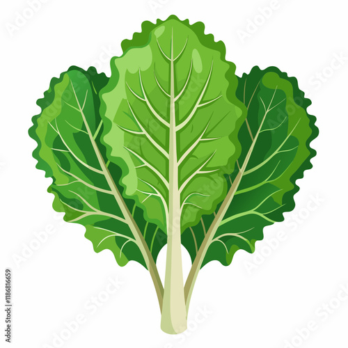 kale vegetable vector