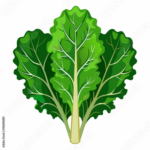 kale vegetable vector