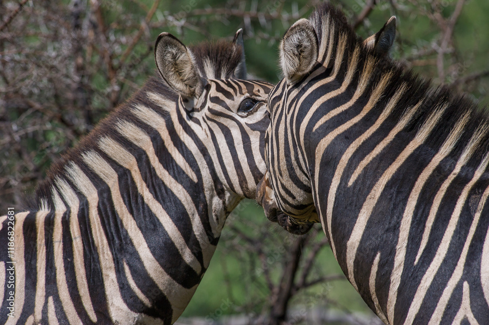 Two plains zebras nudging each other Two plains zebras nudging each other