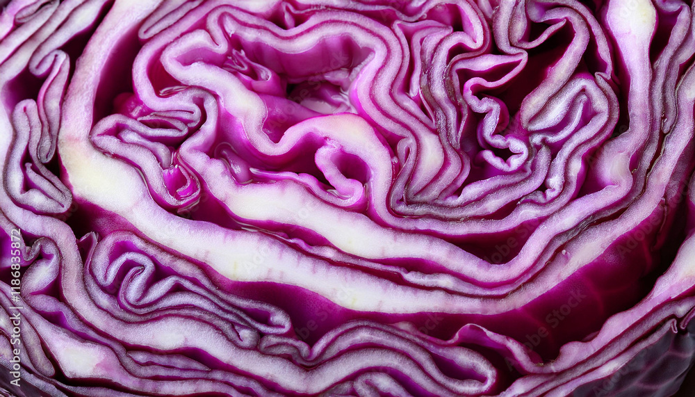 pink cabbage close up texture history pass segment pink cabbage close up texture history pass segment