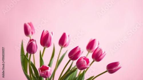 Wallpaper Mural A delicate bouquet of pink tulips against a soft pink background, blooming with elegance and grace. Torontodigital.ca