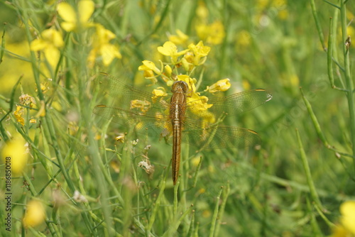 Dragonfly sitting on mustard flowers, Dragonfly closeup shot on yellow mustard flower photo