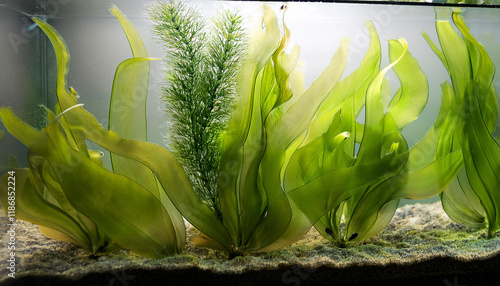 information of aquarium algae or inexperienced seaweed