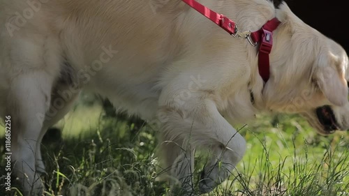 Golden retriever. Golden retriever on a leash peeing on the street. A light-haired golden retriever urinates while walking outside to mark its territory. retriever peeing outside. pet walking outdoors