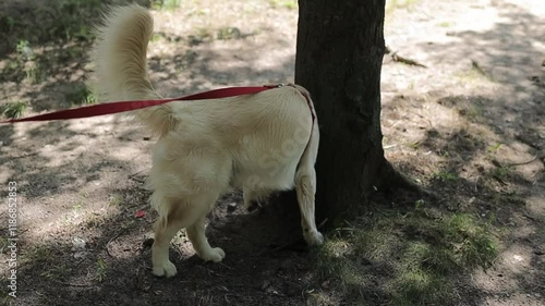 Golden retriever. Golden retriever on a leash peeing on the street. A light-haired golden retriever urinates while walking outside to mark its territory. retriever peeing outside. pet walking outdoors